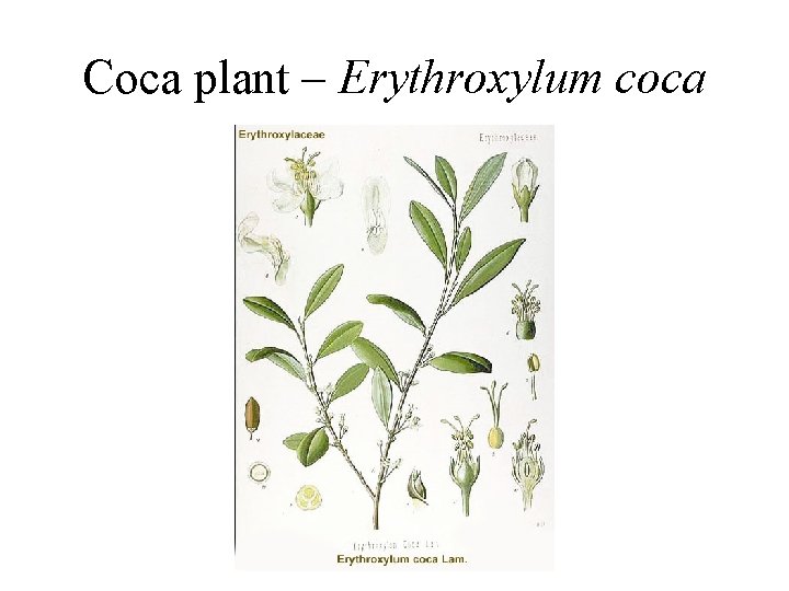 Coca plant – Erythroxylum coca 