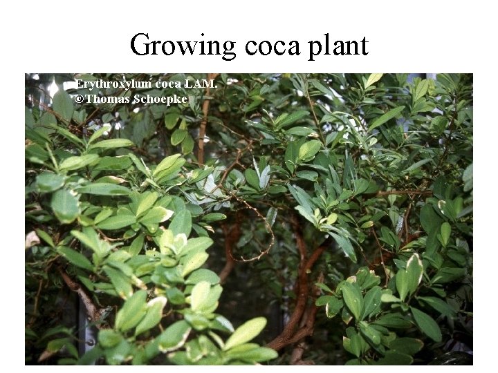 Growing coca plant 