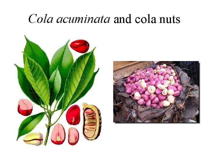 Cola acuminata and cola nuts 
