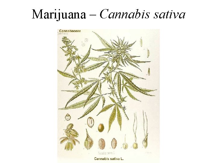 Marijuana – Cannabis sativa 