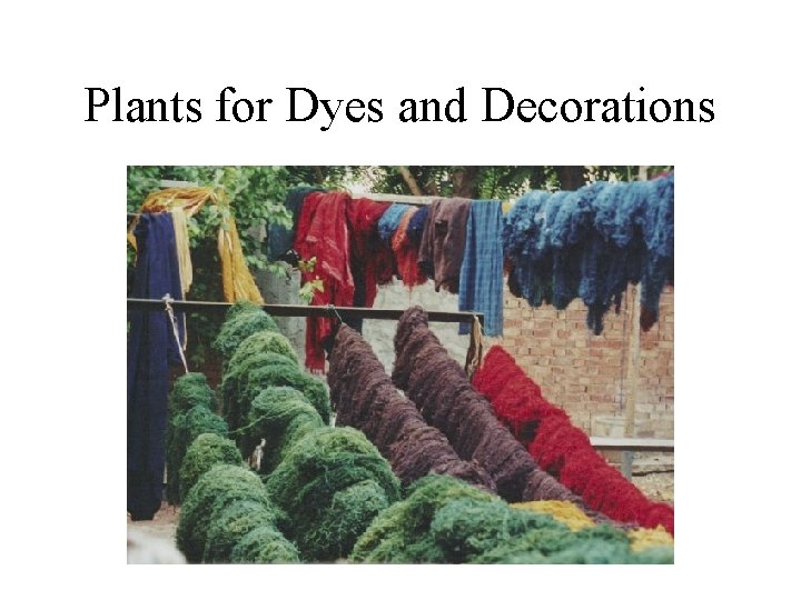 Plants for Dyes and Decorations 