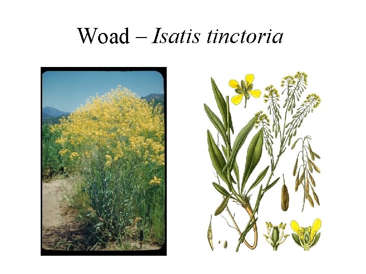 Woad – Isatis tinctoria 