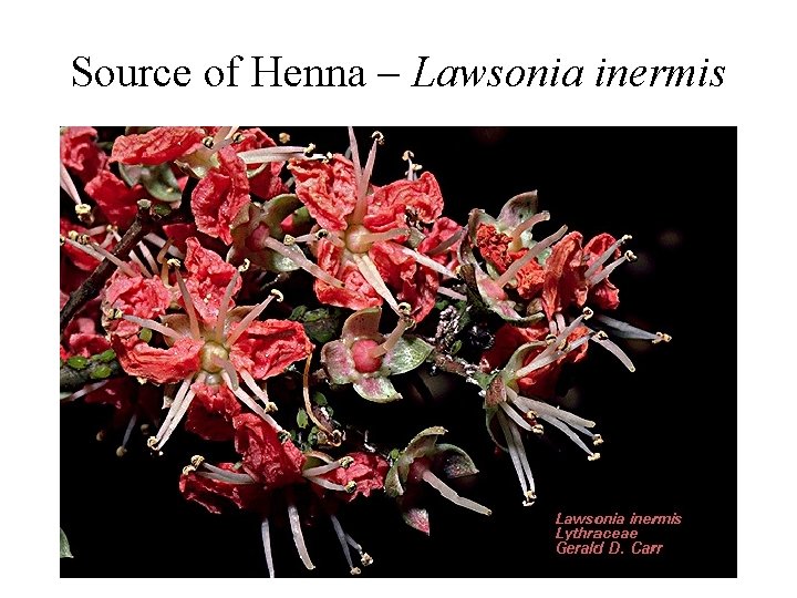 Source of Henna – Lawsonia inermis 