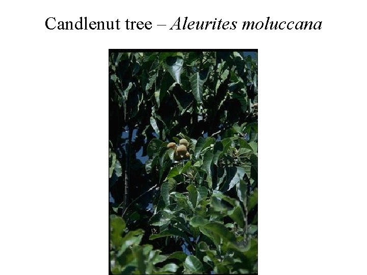 Candlenut tree – Aleurites moluccana 