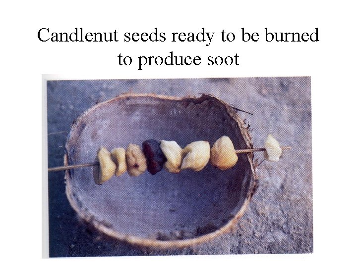 Candlenut seeds ready to be burned to produce soot 