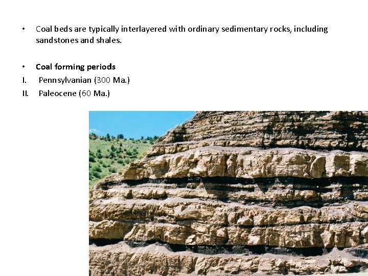  • Coal beds are typically interlayered with ordinary sedimentary rocks, including sandstones and