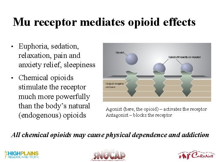 Mu receptor mediates opioid effects • Euphoria, sedation, relaxation, pain and anxiety relief, sleepiness Mu receptor mediates opioid effects • Euphoria, sedation, relaxation, pain and anxiety relief, sleepiness