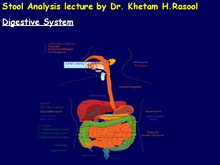 Stool Analysis lecture by Dr. Khetam H. Rasool Digestive System 