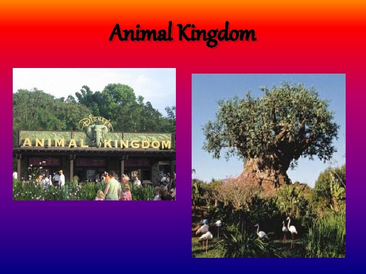 Animal Kingdom 