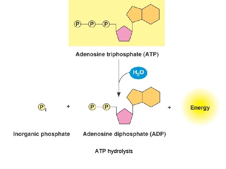 ATP hydrolysis 