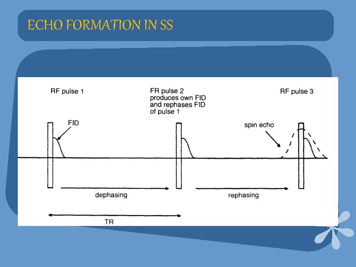 ECHO FORMATION IN SS 