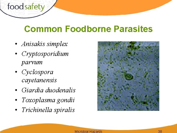 Common Foodborne Parasites • Anisakis simplex • Cryptosporidium parvum • Cyclospora cayetanensis • Giardia