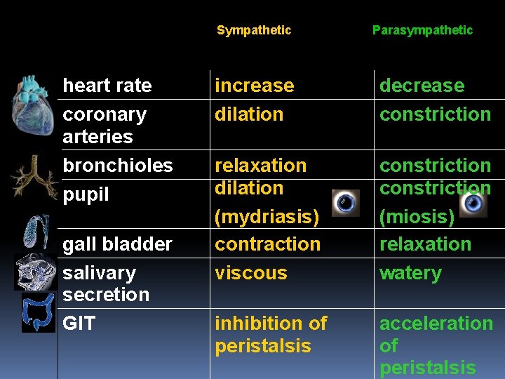 Sympathetic heart rate coronary arteries bronchioles pupil gall bladder salivary secretion GIT Parasympathetic increase