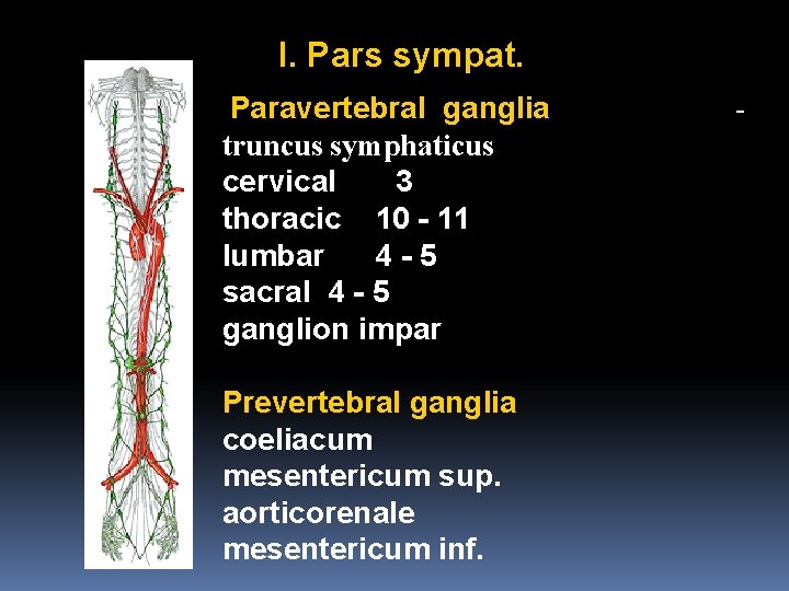 I. Pars sympat. Paravertebral ganglia truncus symphaticus cervical 3 thoracic 10 - 11 lumbar