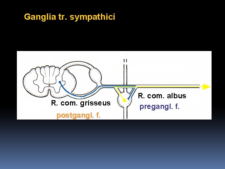 Ganglia tr. sympathici R. com. grisseus postgangl. f. R. com. albus pregangl. f. 