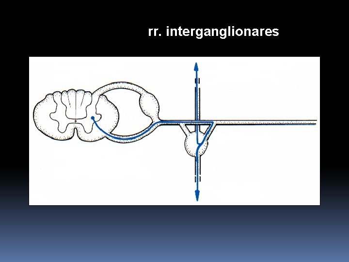 rr. interganglionares 