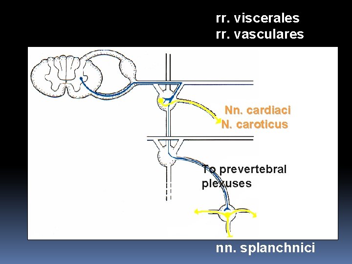 rr. viscerales rr. vasculares Nn. cardiaci N. caroticus To prevertebral plexuses nn. splanchnici 
