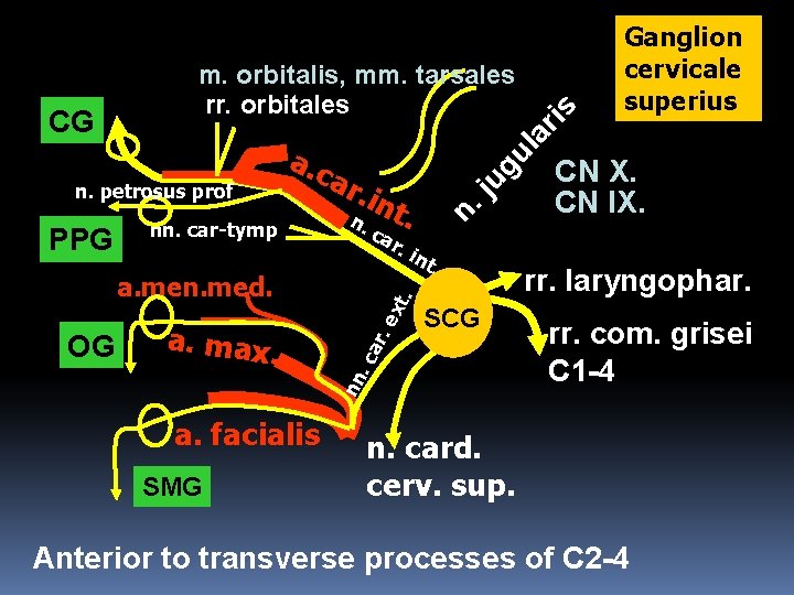 PPG nn. car-tymp int n. . c ar . in SCG . c ar.