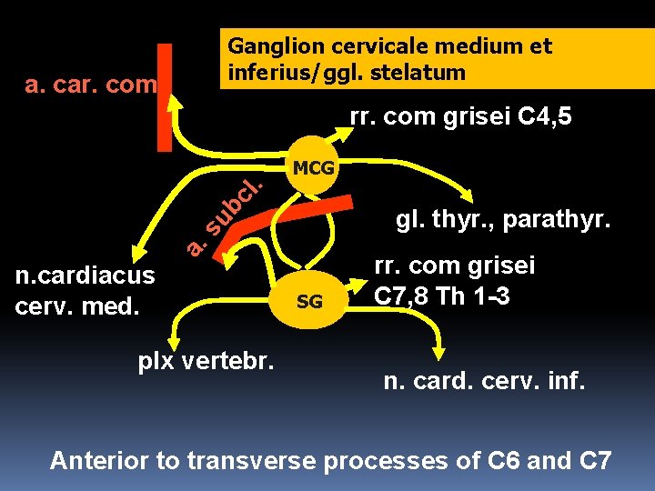 Ganglion cervicale medium et inferius/ggl. stelatum a. car. com. rr. com grisei C 4,