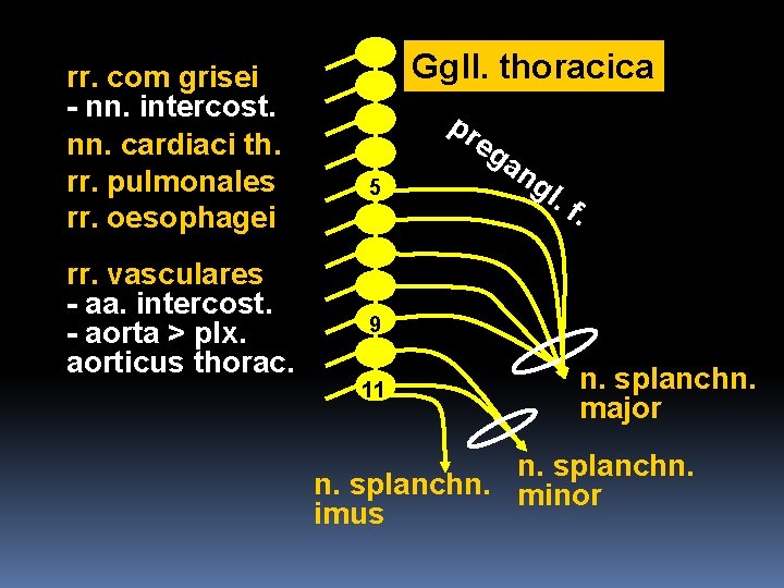 rr. com grisei - nn. intercost. nn. cardiaci th. rr. pulmonales rr. oesophagei rr.