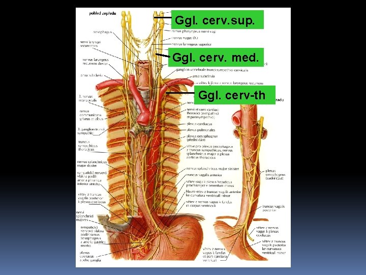 Ggl. cerv. sup. Ggl. cerv. med. Ggl. cerv-th 