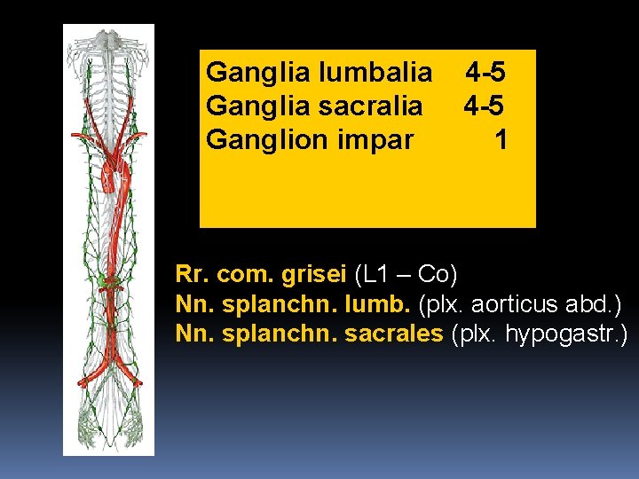 Ganglia lumbalia Ganglia sacralia Ganglion impar 4 -5 1 Rr. com. grisei (L 1