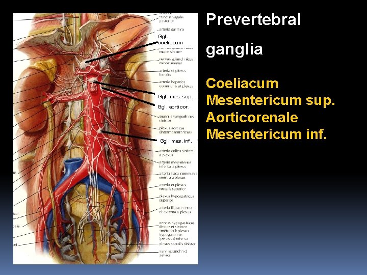 Prevertebral Ggl. coeliacum Ggl. mes. sup. Ggl. aorticor. Ggl. mes. inf. ganglia Coeliacum Mesentericum