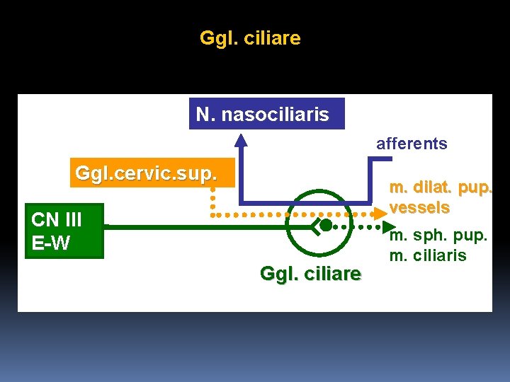 Ggl. ciliare N. nasociliaris afferents Ggl. cervic. sup. m. dilat. pup. vessels CN III