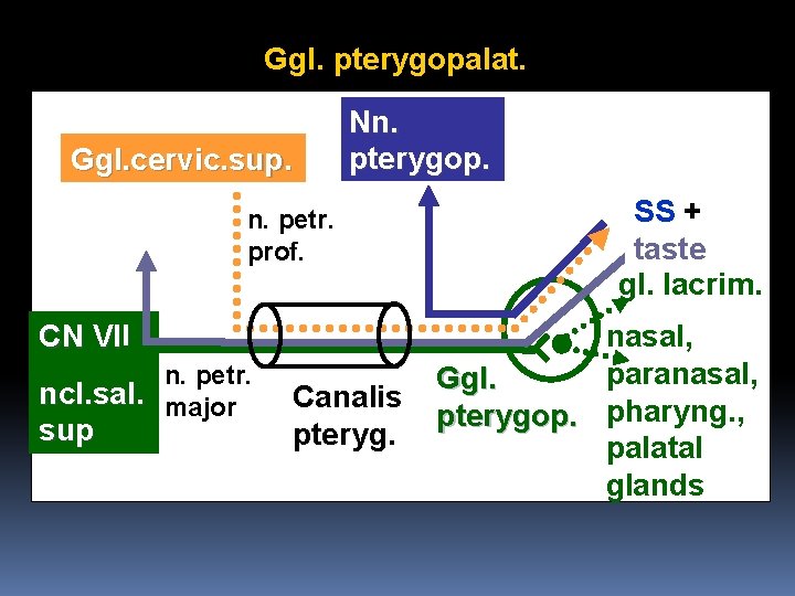 Ggl. pterygopalat. Ggl. cervic. sup. Nn. pterygop. n. petr. prof. CN VII n. petr.