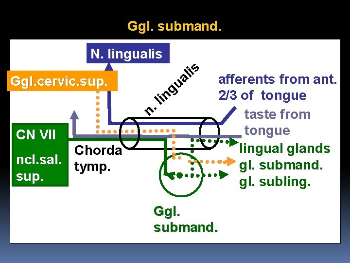 Ggl. submand. N. lingualis Ggl. cervic. sup. in l. n CN VII Chorda ncl.