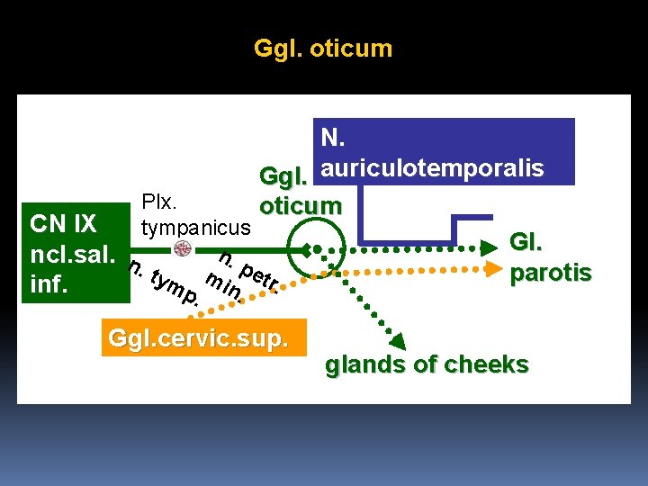 Ggl. oticum N. Ggl. auriculotemporalis Plx. oticum CN IX tympanicus Gl. n. ncl. sal.