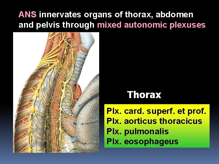 ANS innervates organs of thorax, abdomen and pelvis through mixed autonomic plexuses Thorax Plx.