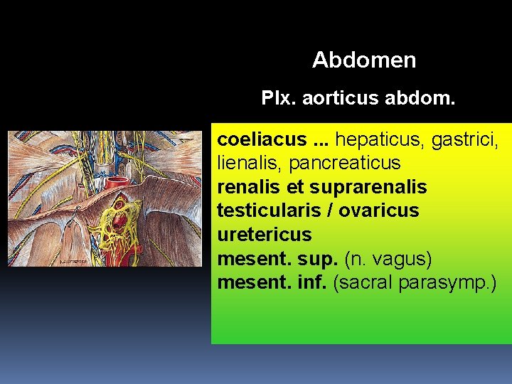 Abdomen Plx. aorticus abdom. coeliacus. . . hepaticus, gastrici, lienalis, pancreaticus renalis et suprarenalis