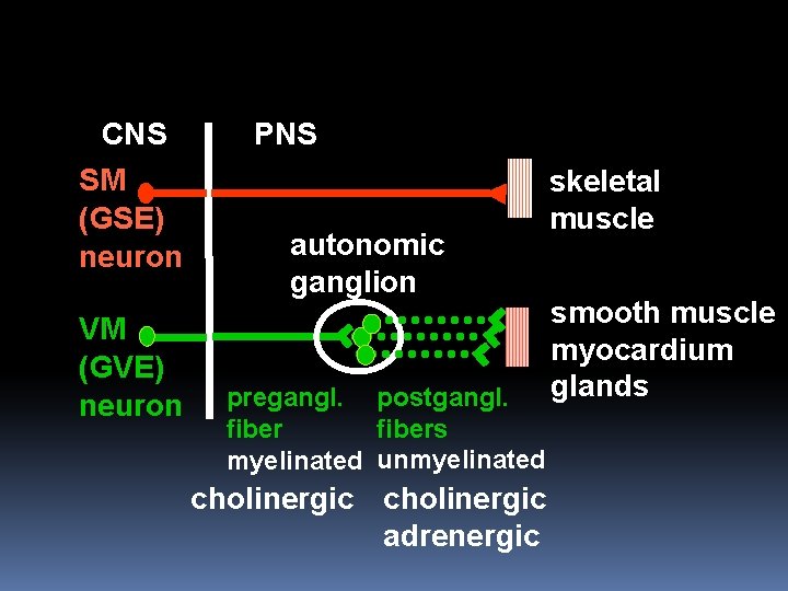 CNS SM (GSE) neuron VM (GVE) neuron PNS autonomic ganglion pregangl. postgangl. fibers fiber