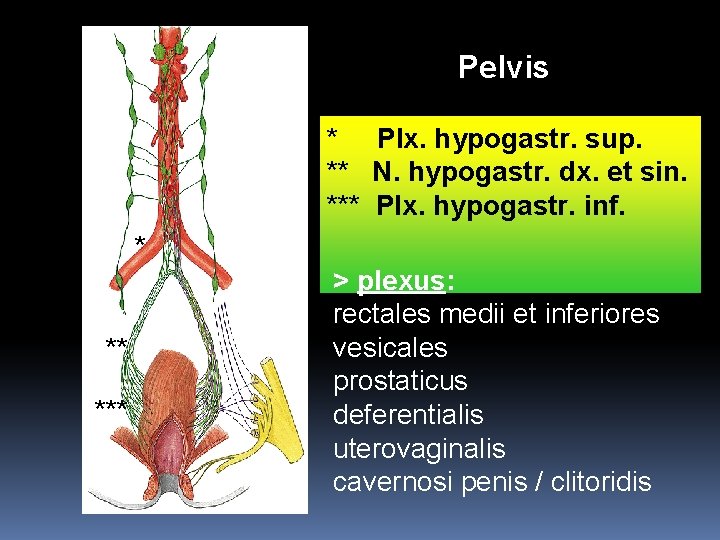 Pelvis * Plx. hypogastr. sup. ** N. hypogastr. dx. et sin. *** Plx. hypogastr.