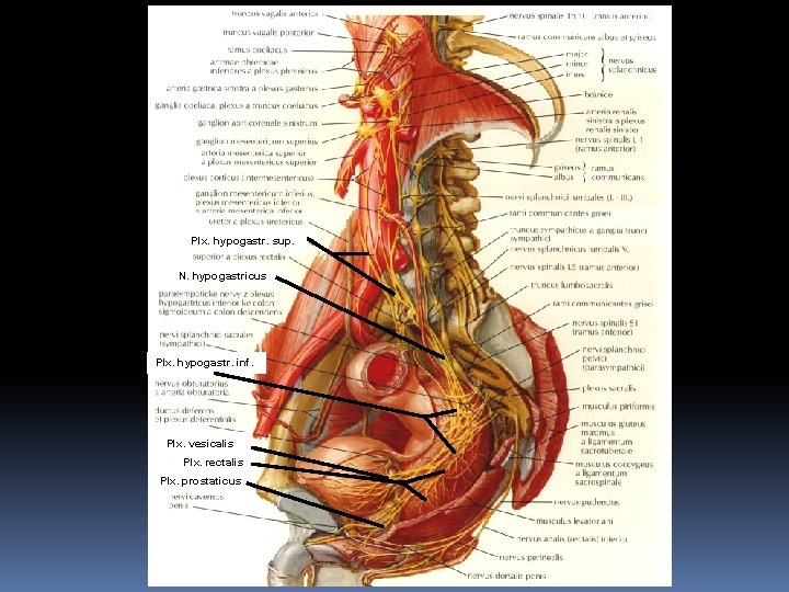 Plx. hypogastr. sup. N. hypogastricus Plx. hypogastr. inf. Plx. vesicalis Plx. rectalis Plx. prostaticus