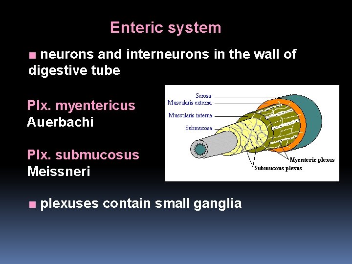Enteric system ■ neurons and interneurons in the wall of digestive tube Plx. myentericus