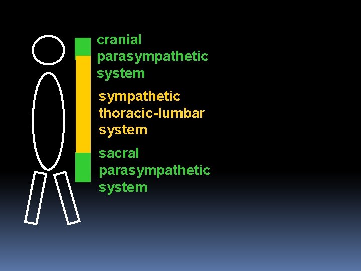 cranial parasympathetic system sympathetic thoracic-lumbar system sacral parasympathetic system 