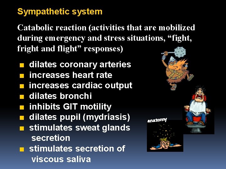 Sympathetic system Catabolic reaction (activities that are mobilized during emergency and stress situations, “fight,