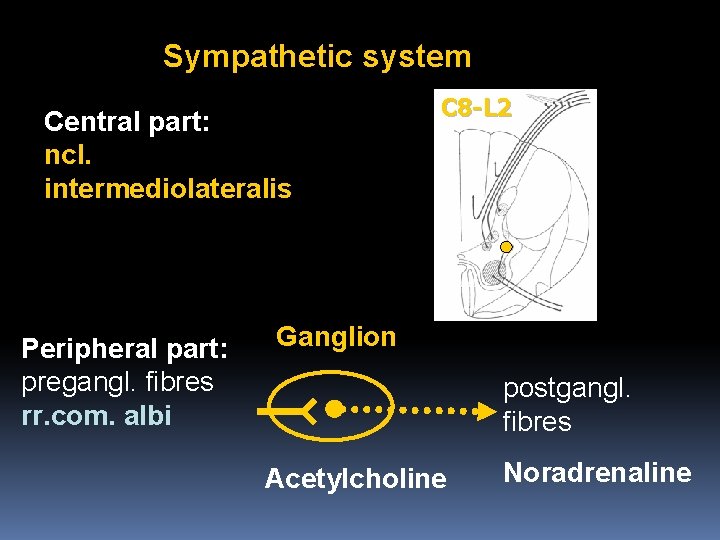 Sympathetic system Central part: ncl. intermediolateralis Peripheral part: pregangl. fibres rr. com. albi C