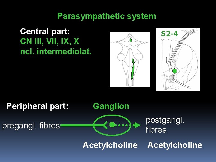 Parasympathetic system Central part: CN III, VII, IX, X ncl. intermediolat. Peripheral part: S