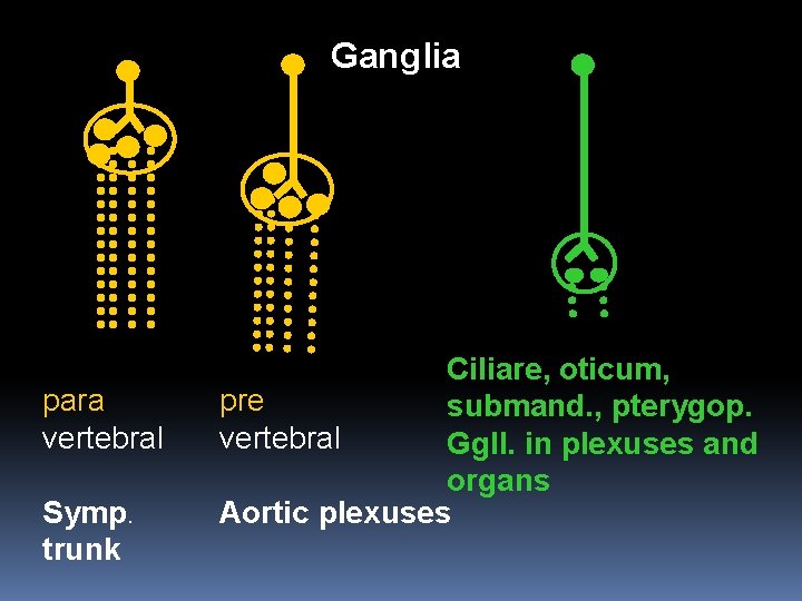 Ganglia para vertebral Symp. trunk Ciliare, oticum, pre submand. , pterygop. vertebral Ggll. in