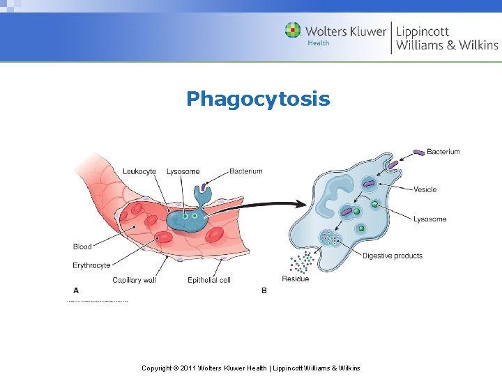 Phagocytosis Copyright © 2011 Wolters Kluwer Health | Lippincott Williams & Wilkins 