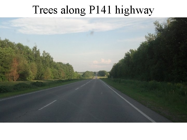 Trees along P 141 highway 