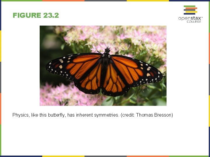 FIGURE 23. 2 Physics, like this butterfly, has inherent symmetries. (credit: Thomas Bresson) 