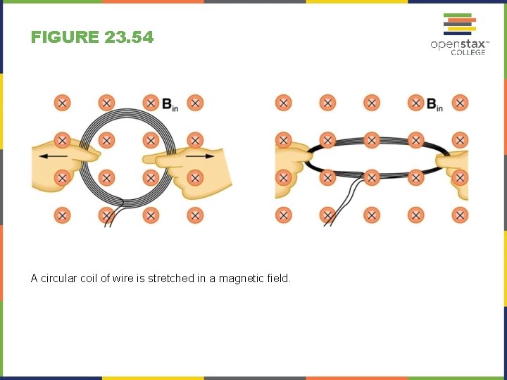 FIGURE 23. 54 A circular coil of wire is stretched in a magnetic field.