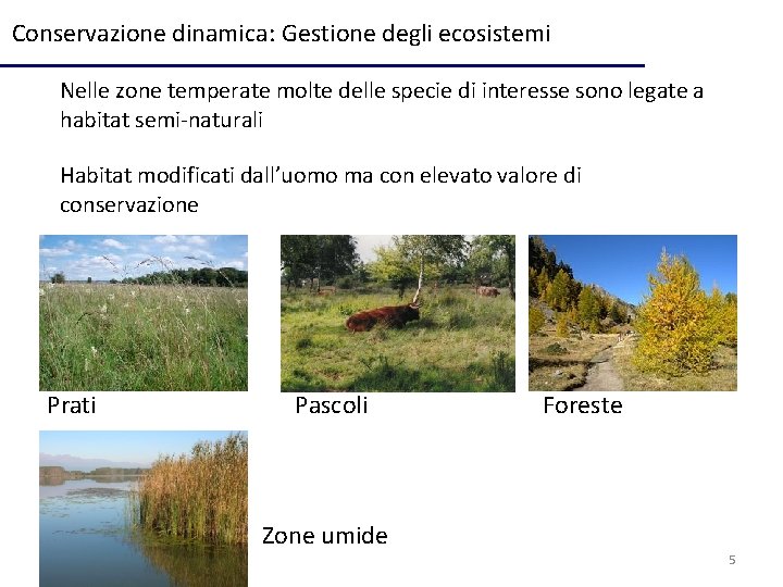 Conservazione dinamica: Gestione degli ecosistemi Nelle zone temperate molte delle specie di interesse sono