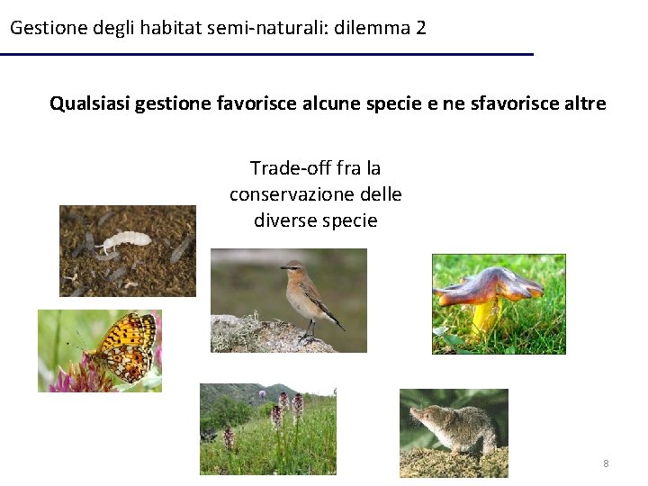 Gestione degli habitat semi-naturali: dilemma 2 Qualsiasi gestione favorisce alcune specie e ne sfavorisce