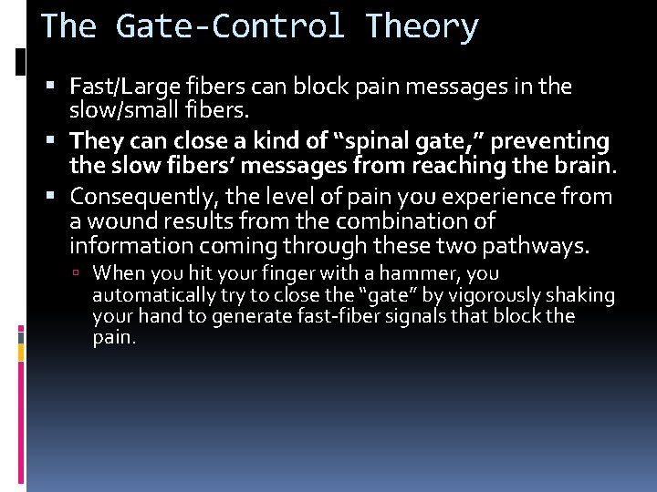 The Gate-Control Theory Fast/Large fibers can block pain messages in the slow/small fibers. They