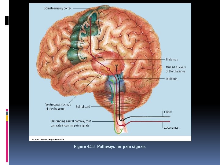 Figure 4. 53 Pathways for pain signals 